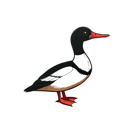 Illustration of a male merganser duck standing tall