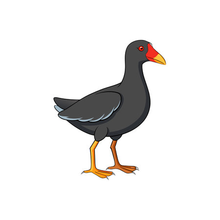 Cartoon illustration of a common moorhen bird standing isolatedのイラスト素材