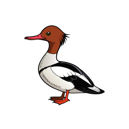 Cartoon illustration of a male Red-breasted Merganser duckのイラスト素材