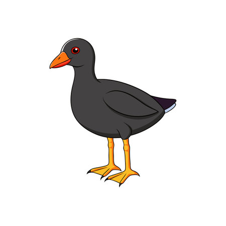 Cartoon Moorhen Illustration with Black Body and Orange Beakのイラスト素材