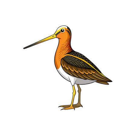 Cartoon illustration of colorful godwit bird isolated on whiteのイラスト素材