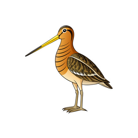 Illustration of a long-billed sandpiper bird on white background