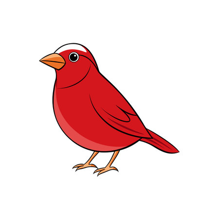 Cartoon illustration of a bright red bird standing sidewaysのイラスト素材