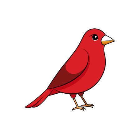 Illustration of a Vibrant Red Cardinal Bird Isolated on Whiteのイラスト素材
