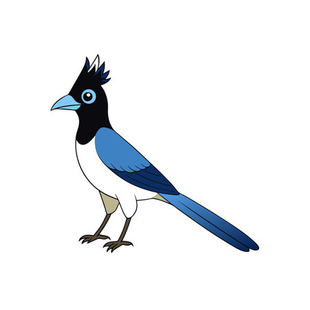 Illustrative cartoon of a blue jay with black headのイラスト素材