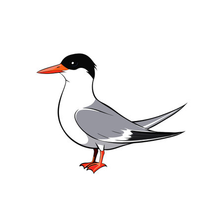 Cartoon common tern vector illustration with bright colors standingのイラスト素材