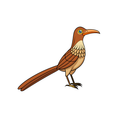 Cartoon Greater Roadrunner Bird Illustration Against White Backgroundのイラスト素材