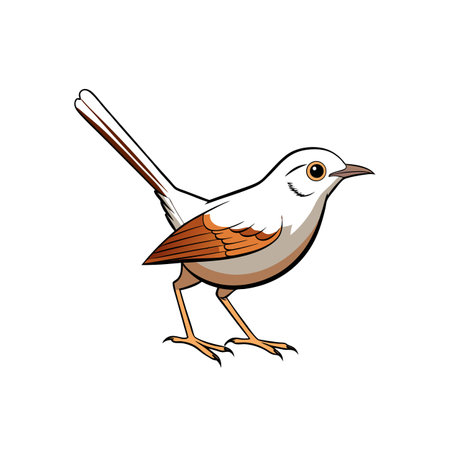 Cartoon illustration of a Rufous Fantail bird on whiteのイラスト素材