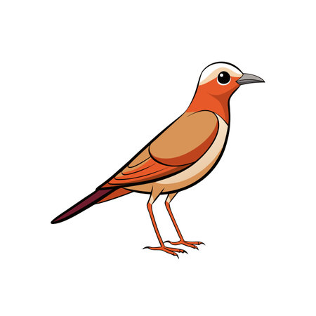 Illustrated orange bird standing isolated on a white backgroundのイラスト素材