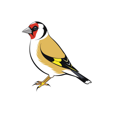 Elegant goldfinch bird vector illustration with vivid color schemeのイラスト素材
