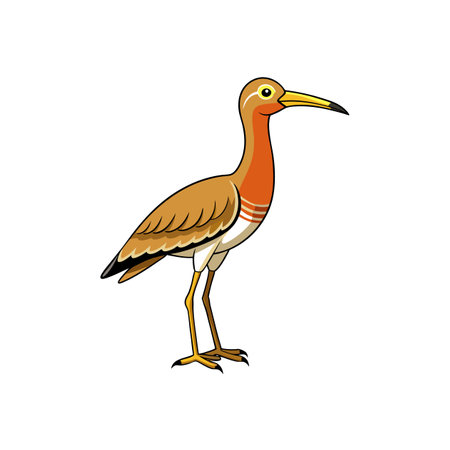 Cartoon style illustration of a willett bird on whiteのイラスト素材