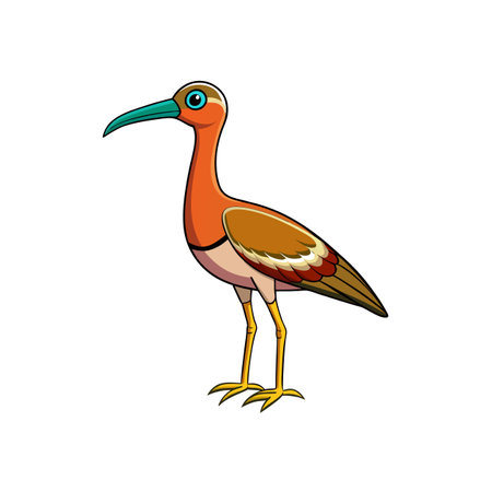 Cartoon illustration of colorful Ibis bird on white backgroundのイラスト素材