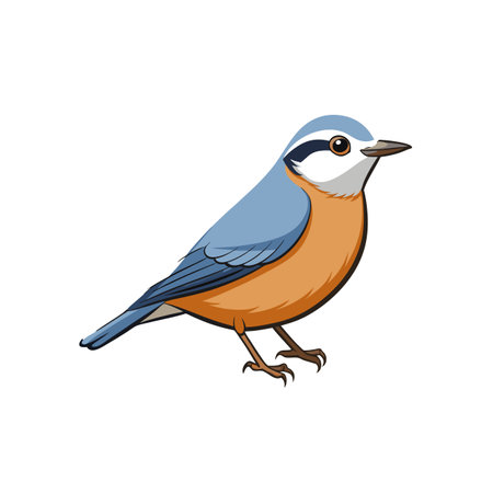 Cartoon Eurasian Nuthatch Bird Illustration on White Backgroundのイラスト素材