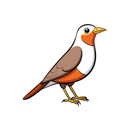Cartoon illustration of a colorful robin bird on whiteのイラスト素材