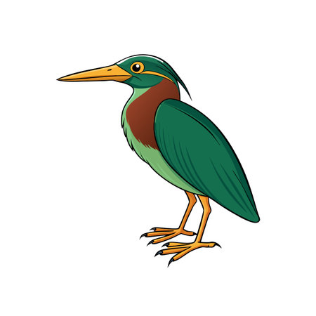 Green Heron Cartoon Illustration Isolated on a White Backgroundのイラスト素材