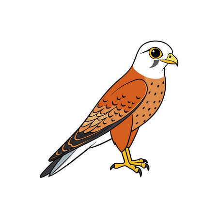 Isolated cartoon style kestrel vector illustration on a white backgroundのイラスト素材