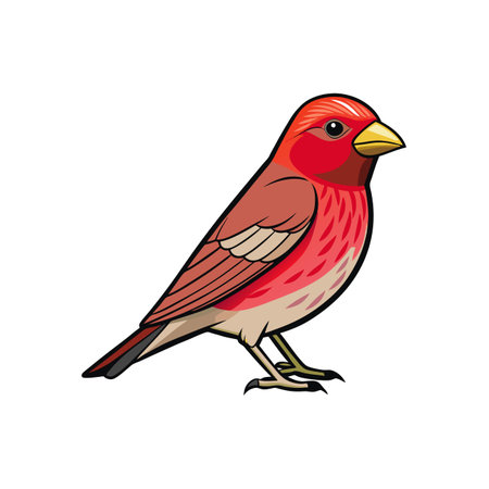 Illustration of a bright red male common rosefinch birdのイラスト素材