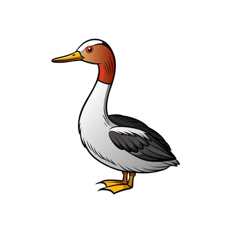 Cartoon style grebe illustration on a white backgroundのイラスト素材