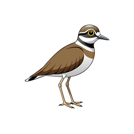 Isolated killdeer bird with brown, white and yellow coloringのイラスト素材
