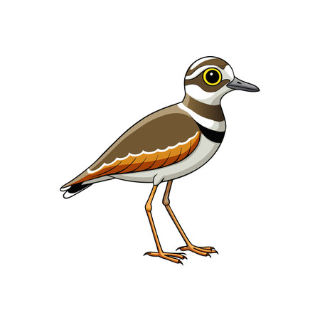 Cartoon Killdeer bird illustration with white background, vector artのイラスト素材