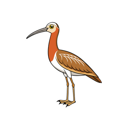 Cartoon curlew bird illustration standing in profile on whiteのイラスト素材
