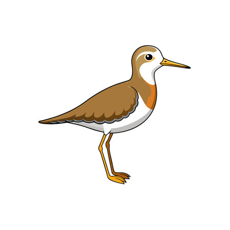 Cartoon style sandpiper bird illustration on a white backgroundのイラスト素材