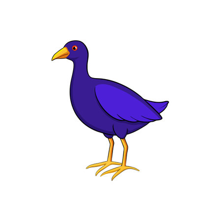 Purple swamphen bird illustration standing on white background isolatedのイラスト素材