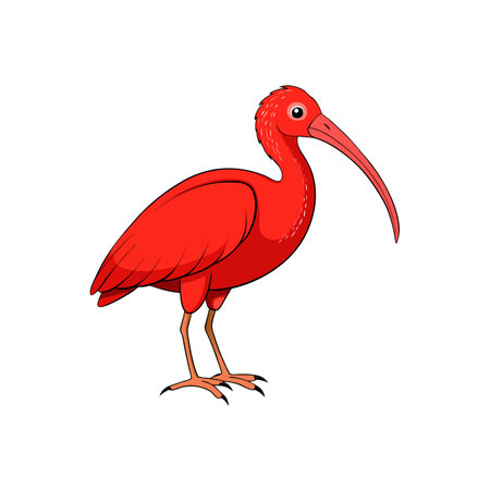 Vibrant Scarlet Ibis Illustration Standing Out on White Backgroundのイラスト素材