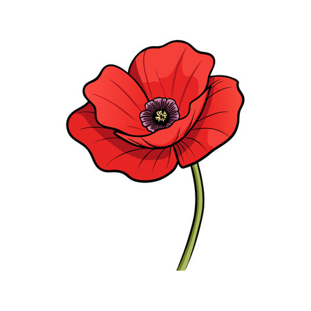 Isolated graphic illustration of a red poppy flower blossomのイラスト素材
