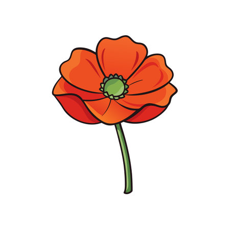 Stylized orange poppy flower illustration on a white backgroundのイラスト素材
