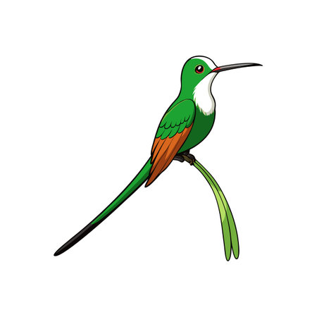 Whimsical illustration of a Raketted-tailed Coquette hummingbird perchedのイラスト素材