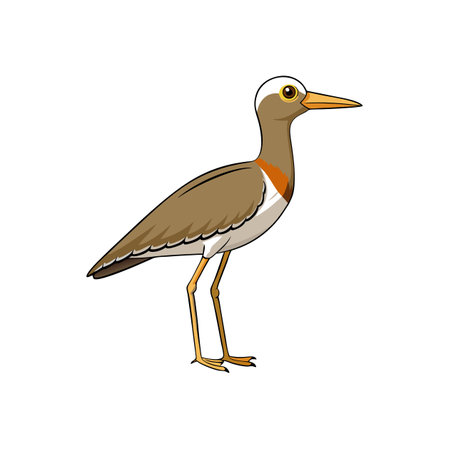 Cartoon illustration of a Wattled Lapwing bird standingのイラスト素材