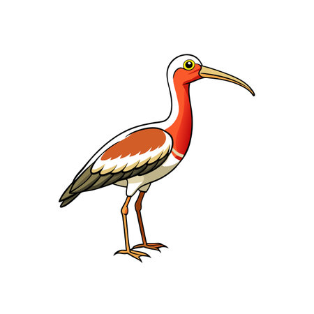 Cartoon illustration of a brown and orange ibis birdのイラスト素材
