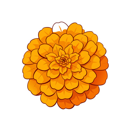 Vibrant orange marigold flower illustration on a white backgroundのイラスト素材