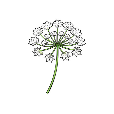 Elegant white flower cluster with green stem illustration art