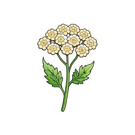 Cartoon style Yarrow flower illustration with stem and leavesのイラスト素材