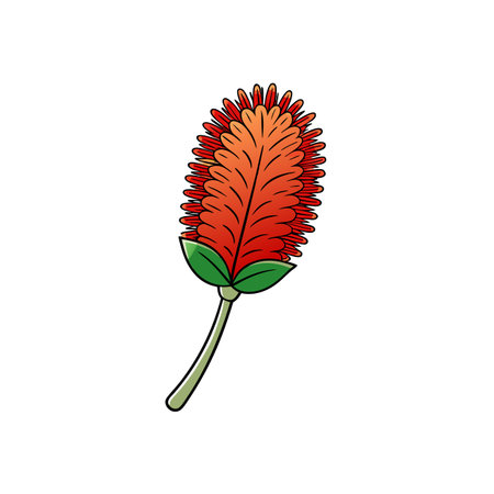 Bright vector illustration of orange bottlebrush flower on white backgroundのイラスト素材