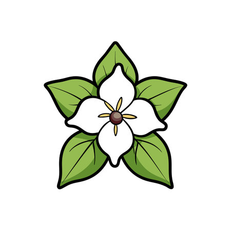 Simple cartoon style drawing of white trillium flowerのイラスト素材