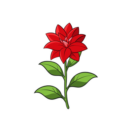 Bright red poinsettia flower with green leaves illustrationのイラスト素材