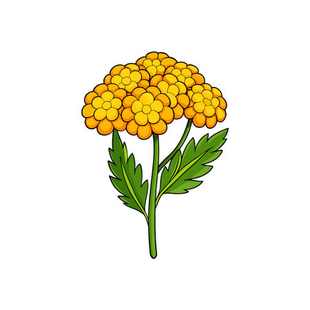 Cartoon style yarrow flower illustration isolated on white backgroundのイラスト素材