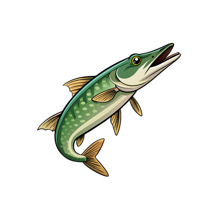 Northern Pike Fish Illustration on Isolated White Backgroundのイラスト素材