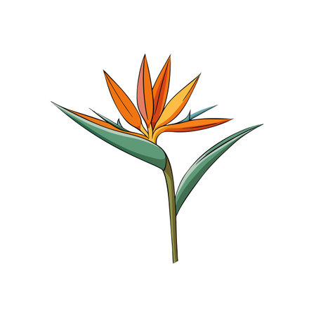 Stylized bird of paradise flower illustration on white backgroundのイラスト素材