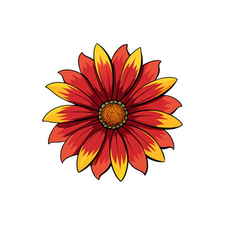 Graphic style gazania flower with red and yellow petalsのイラスト素材