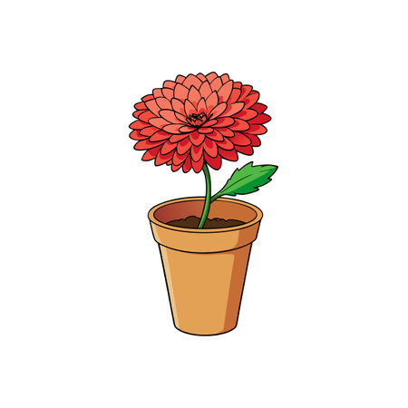 Coral chrysanthemum in terracotta pot on a white backdropのイラスト素材