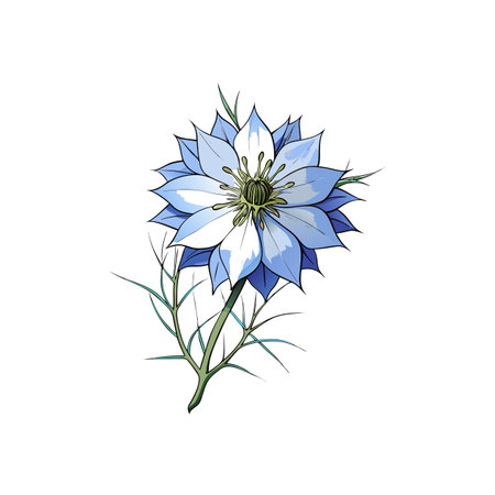 Blue Love-in-a-Mist flower illustration on white background, vector formatのイラスト素材