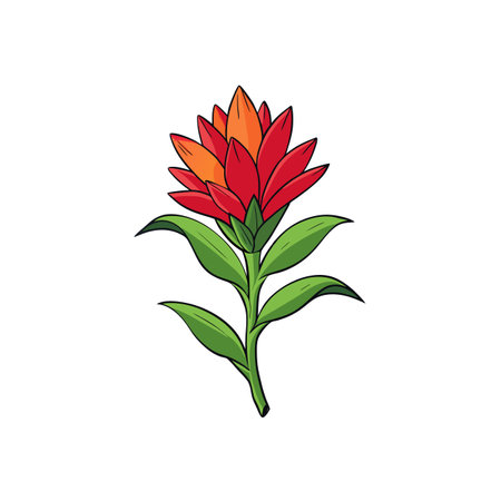 Vibrant orange and red Indian paintbrush flower illustrationのイラスト素材
