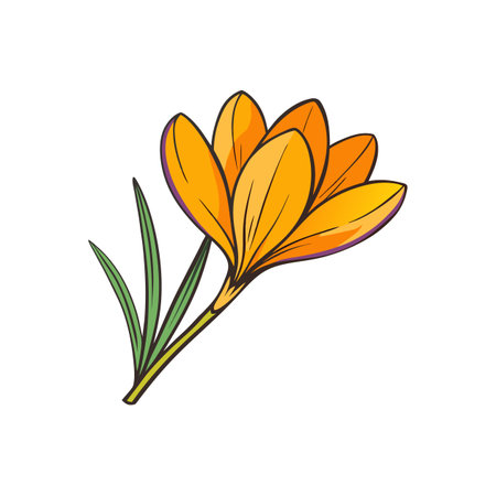 Stylized crocus flower illustration with bright colors and bold linesのイラスト素材