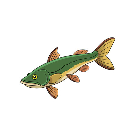 Illustration of a freshwater fish against a white backgroundのイラスト素材