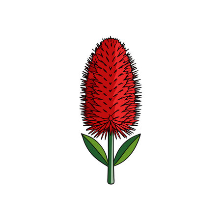 Vibrant red bottlebrush flower with green leaves illustrationのイラスト素材