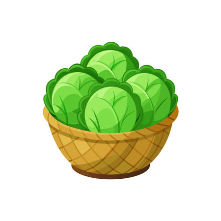 Fresh green cabbages in a woven basket illustrationのイラスト素材